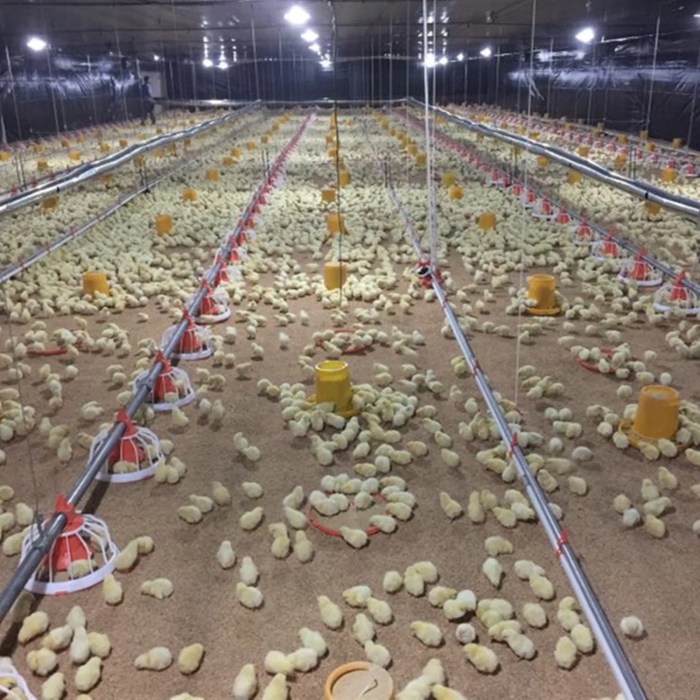 Alat Ternak Ayam di Kembaran, Banyumas