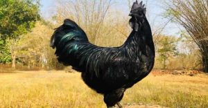 Ayam Termahal di Adimulyo, Kebumen Menjadi Primadona