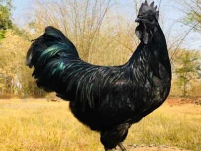 Ayam Termahal di Adimulyo, Kebumen