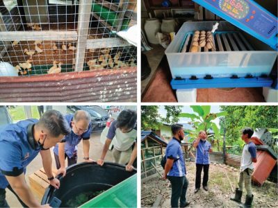 Keuntungan Ternak Ayam di Pakuncen, Banyumas