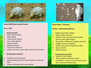 Penyakit Tetelo di Prembun, Kebumen Menjadi Tantangan Peternak