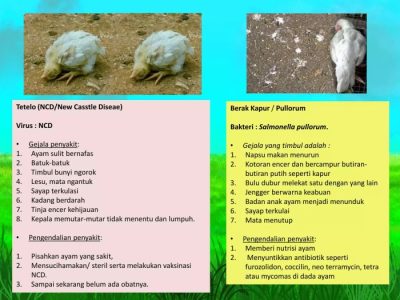 Penyakit Tetelo di Prembun, Kebumen