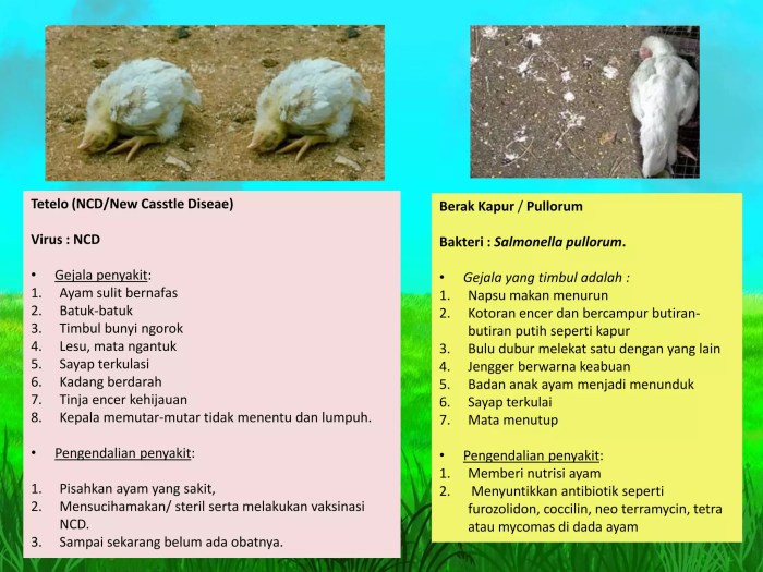 Penyakit Tetelo di Prembun, Kebumen