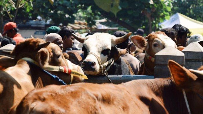 Modal Ternak Ayam di Purwojati, Banyumas