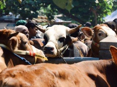 Modal Ternak Ayam di Purwojati, Banyumas