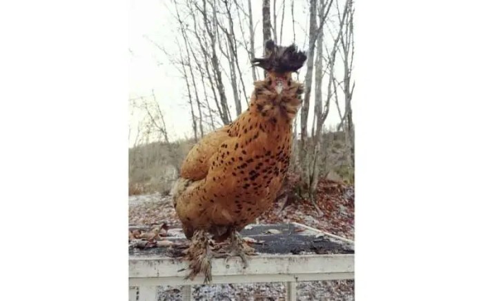 Ayam Termahal di Poncowarno, Kebumen