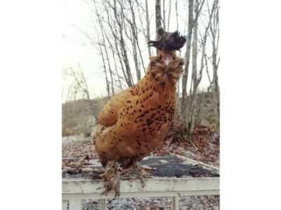 Ayam Termahal di Poncowarno, Kebumen