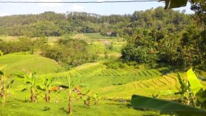 Ayam Lumpuh di Karanggayam, Kebumen yang Unik dan Kaya