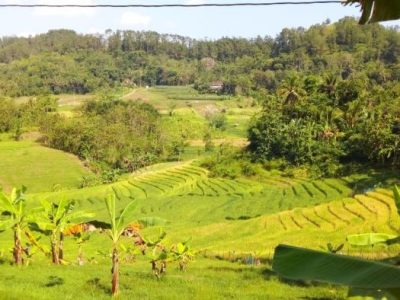 Ayam Lumpuh di Karanggayam, Kebumen