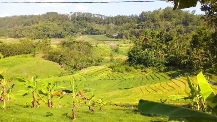Ayam Lumpuh di Karanggayam, Kebumen