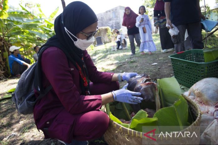 Ayam Berak Darah di Pejagoan, Kebumen