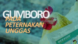 Penyakit Gumboro di Baturaden Banyumas dan Dampaknya