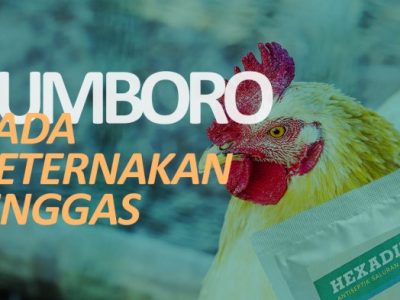Penyakit Gumboro di Baturaden, Banyumas