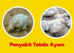 Penyakit Tetelo di Karangsambung, Kebumen dan Dampaknya