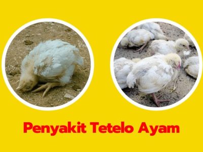 Penyakit Tetelo di Karangsambung, Kebumen