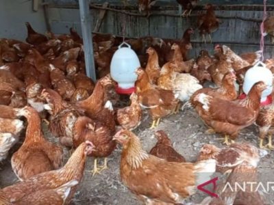 DOC Ayam Petelur di Pakuncen, Banyumas