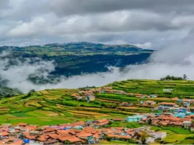 Keuntungan Ternak Ayam di Sumpiuh, Banyumas