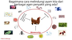 Penyakit Ayam Lengkap di Puring, Kebumen yang Harus Diketahui