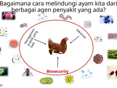 Penyakit Ayam Lengkap di Puring, Kebumen
