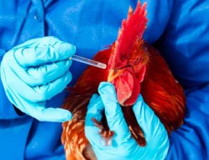 Vaksin Ayam Lengkap di Ngombol, Purworejo Pentingnya