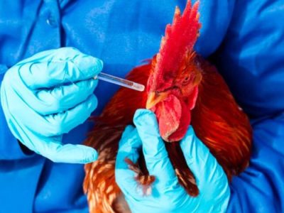 Vaksin Ayam Lengkap di Ngombol, Purworejo