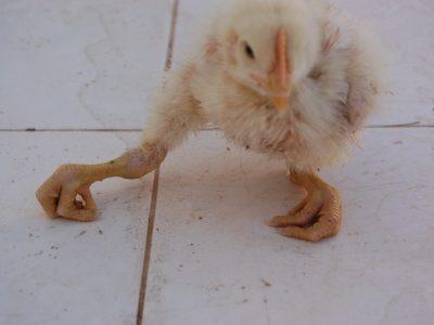 Ayam Lumpuh di Bruno, Purworejo