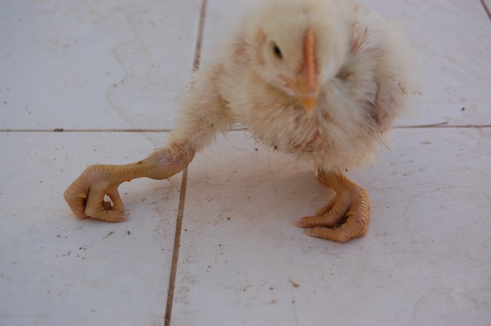 Ayam Lumpuh di Bruno, Purworejo