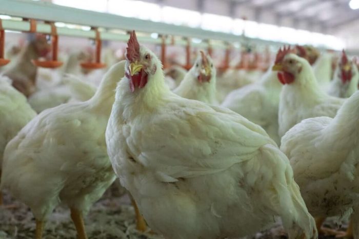 Ternak Ayam Broiler di Petanahan, Kebumen