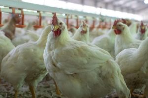 Ternak Ayam Broiler di Petanahan, Kebumen yang Menjanjikan