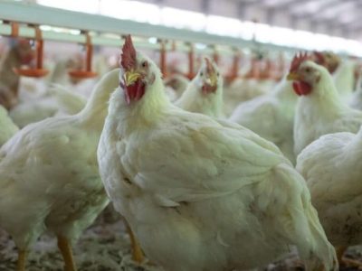 Ternak Ayam Broiler di Purwojati, Banyumas