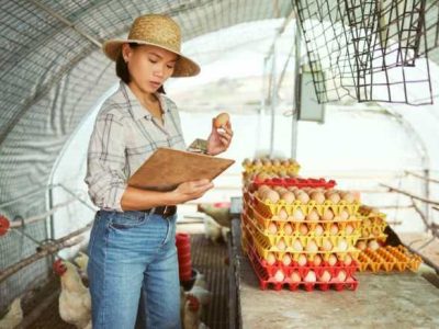Ternak Ayam Petelur di Kembaran, Banyumas