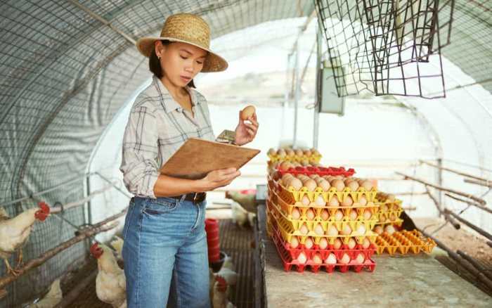 Ternak Ayam Petelur di Kembaran, Banyumas