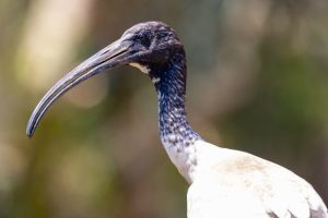 Ayam Stres di Baturaden, Banyumas dan Dampaknya