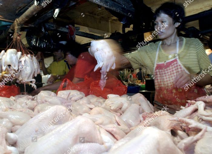 Usaha Ayam Broiler di Ngombol, Purworejo