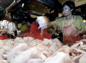 Usaha Ayam Broiler di Ngombol, Purworejo yang Menjanjikan