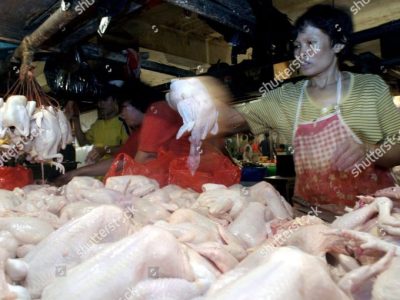 Usaha Ayam Broiler di Ngombol, Purworejo