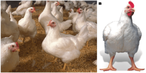 Ayam Cepat Besar di Bayan, Purworejo sebagai Pilihan Unggul