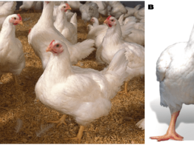 Ayam Cepat Besar di Bayan, Purworejo