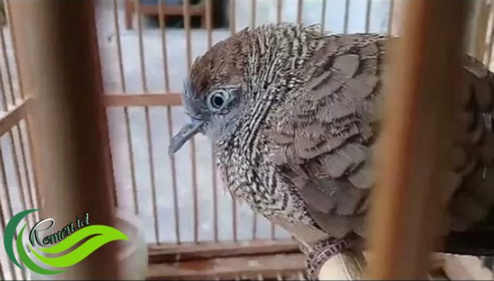 Penyakit Tetelo di Sokaraja, Banyumas