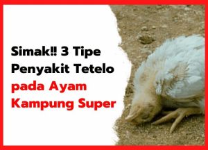 Penyakit Tetelo di Patikraja, Banyumas dan Dampaknya