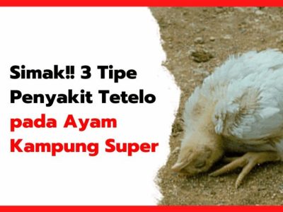 Penyakit Tetelo di Kembaran, Banyumas