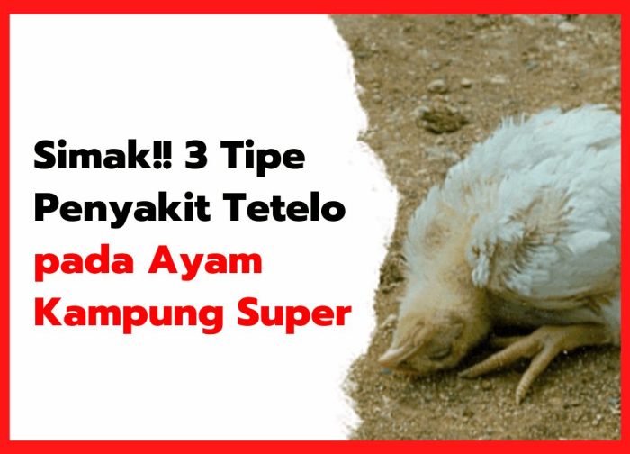 Penyakit Tetelo di Kembaran, Banyumas