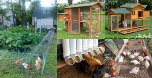 Cara Membuat Kandang Ayam di Gombong Kebumen dengan Mudah