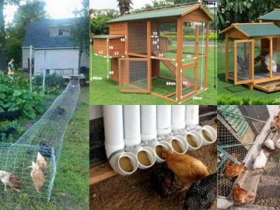 Cara Membuat Kandang Ayam di Gombong, Kebumen