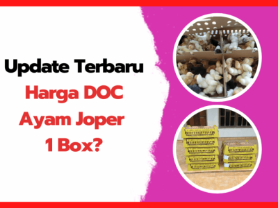 Harga DOC Hari Ini di Sadang, Kebumen