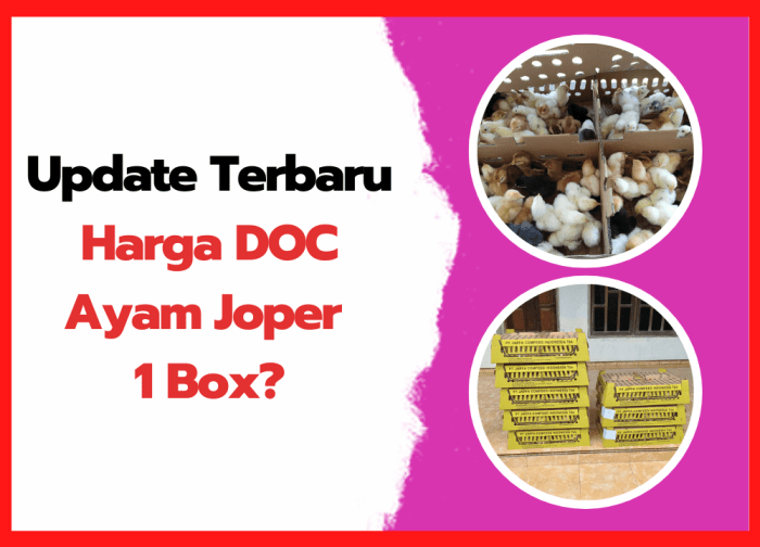 Harga DOC Hari Ini di Sadang, Kebumen
