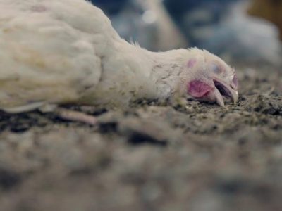 Ayam Sesak Nafas di Sempor, Kebumen