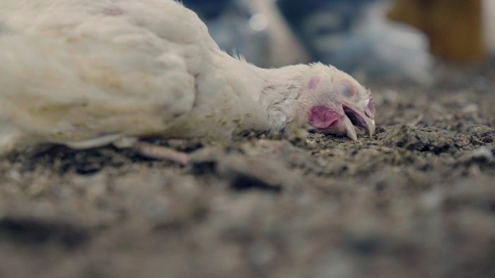 Ayam Sesak Nafas di Sempor, Kebumen