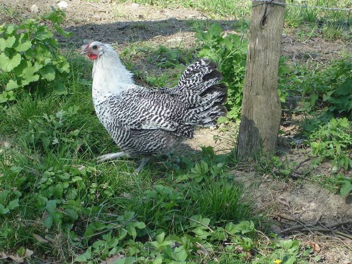 Ayam Termahal di Purwojati, Banyumas