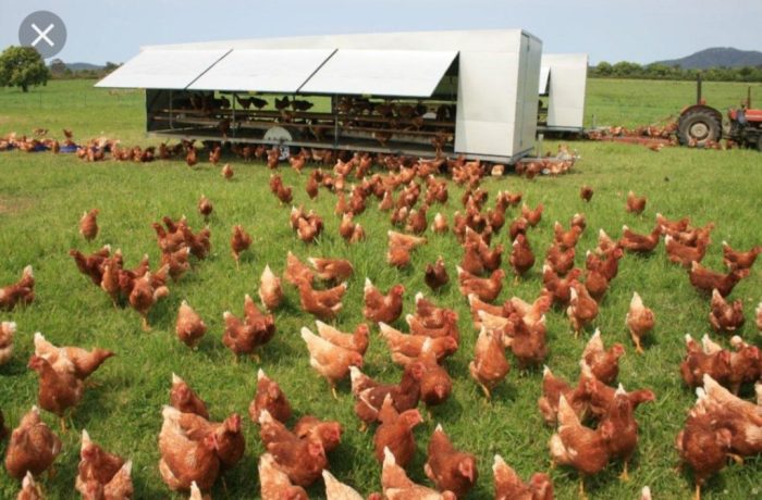 Ternak Ayam Organik di Kembaran, Banyumas